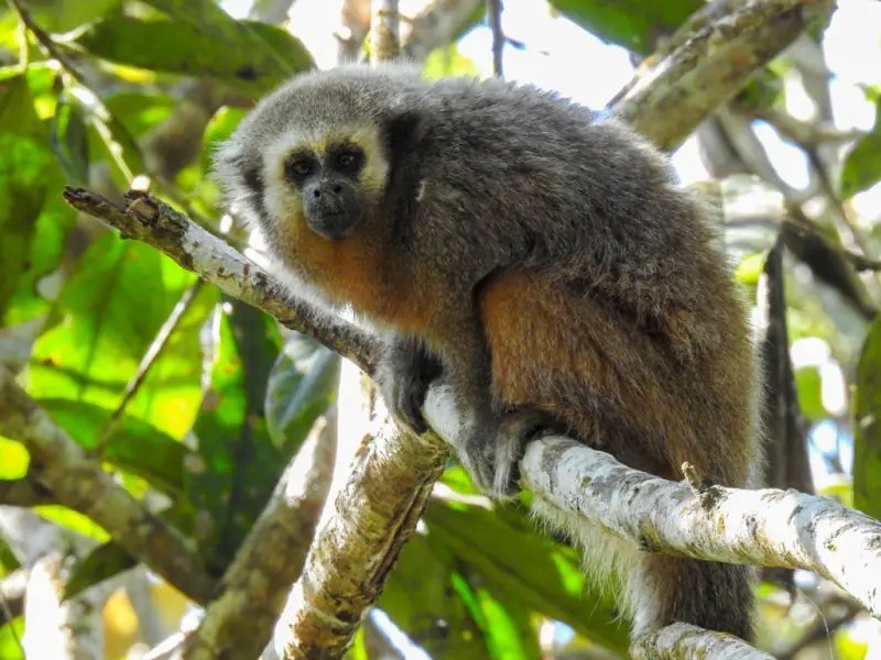 Monkeys in Florida