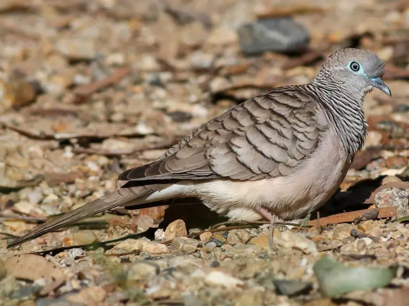 Types of Doves