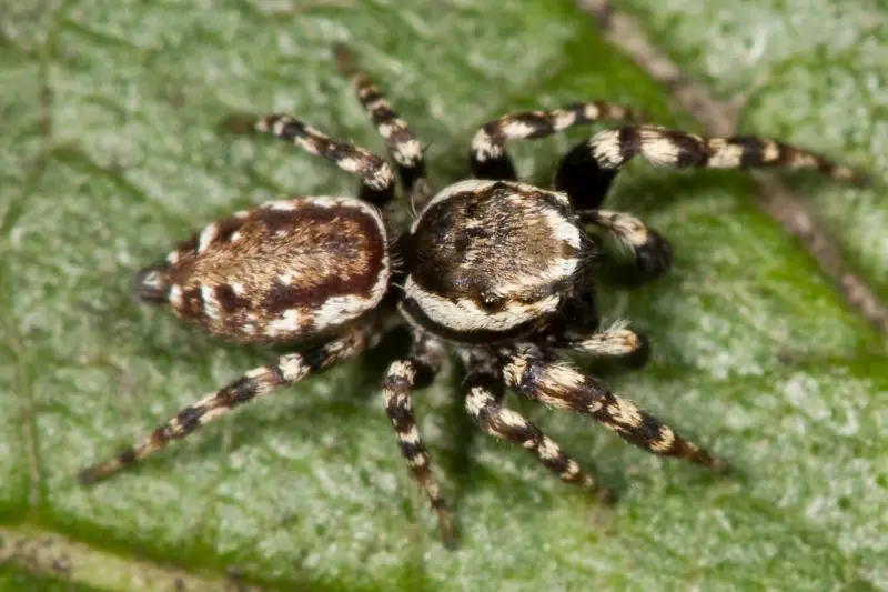 Black Bugs With White Spots
