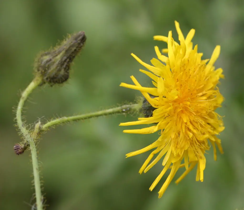 Weeds with Yellow Flowers