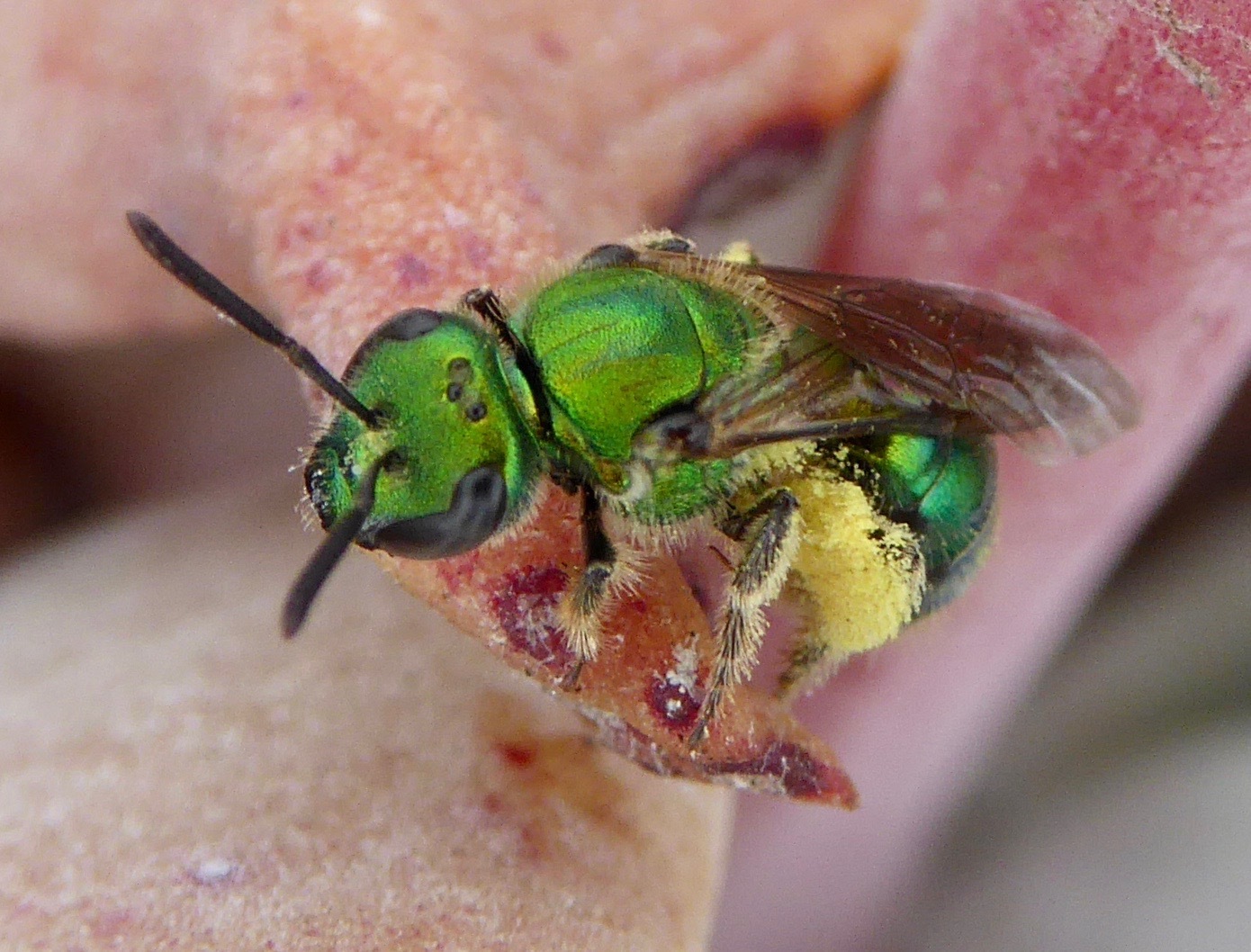 Types of Bees in Arizona
