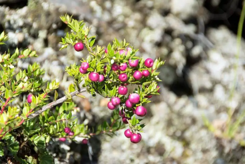 Small Evergreen Shrubs