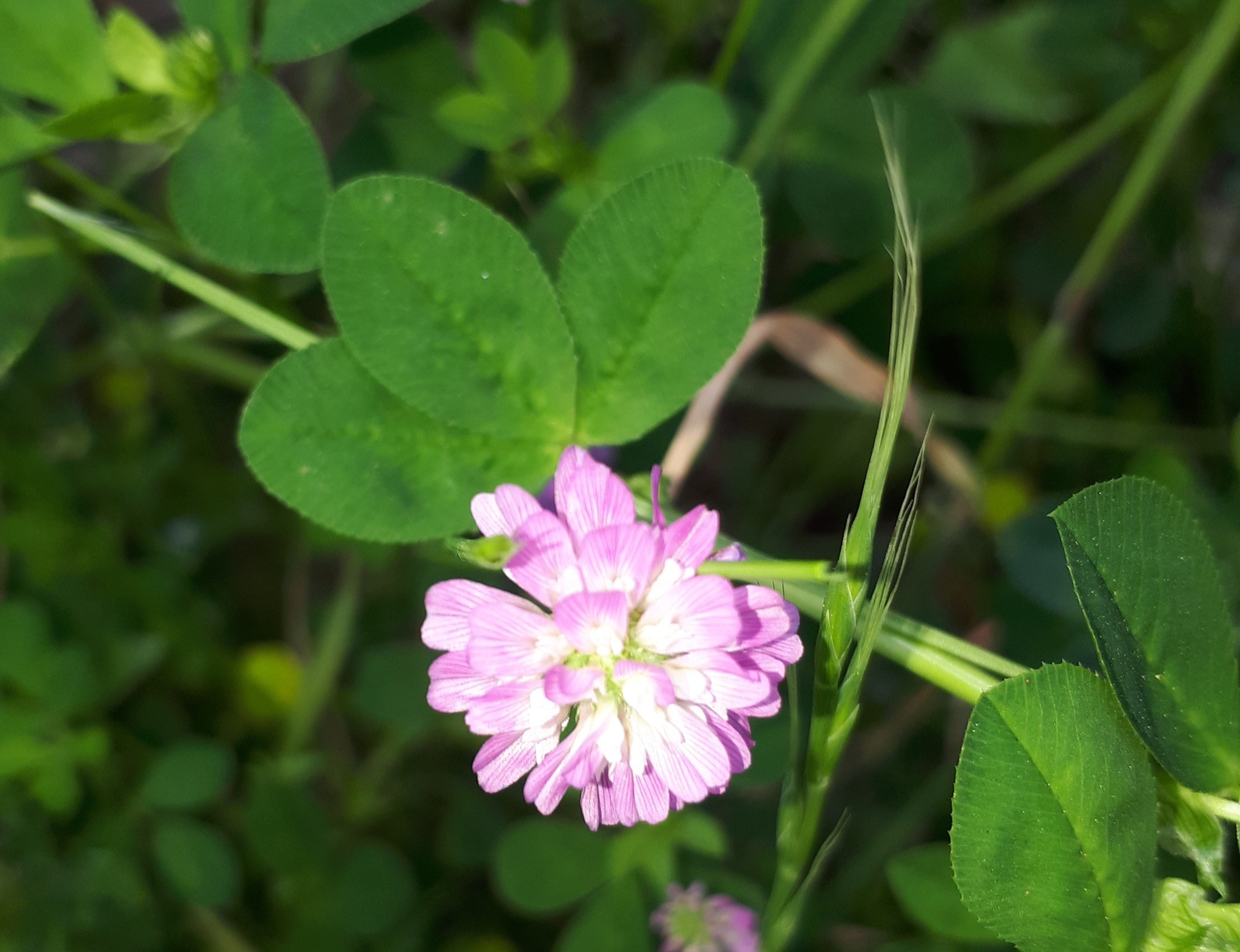 Types of Clover Plants