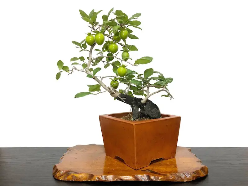 Types of Bonsai Trees