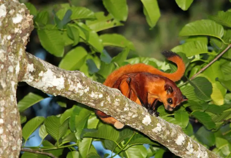 Types of Squirrel