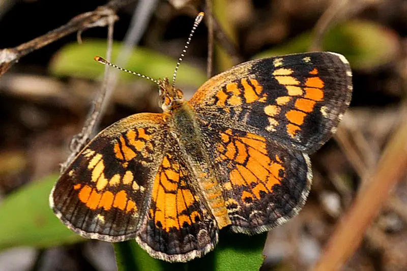types of butterflies in Florida