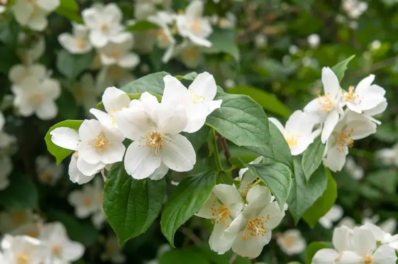 Shrubs with White Flowers