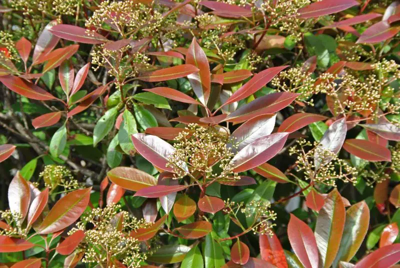 Types of Evergreen Trees