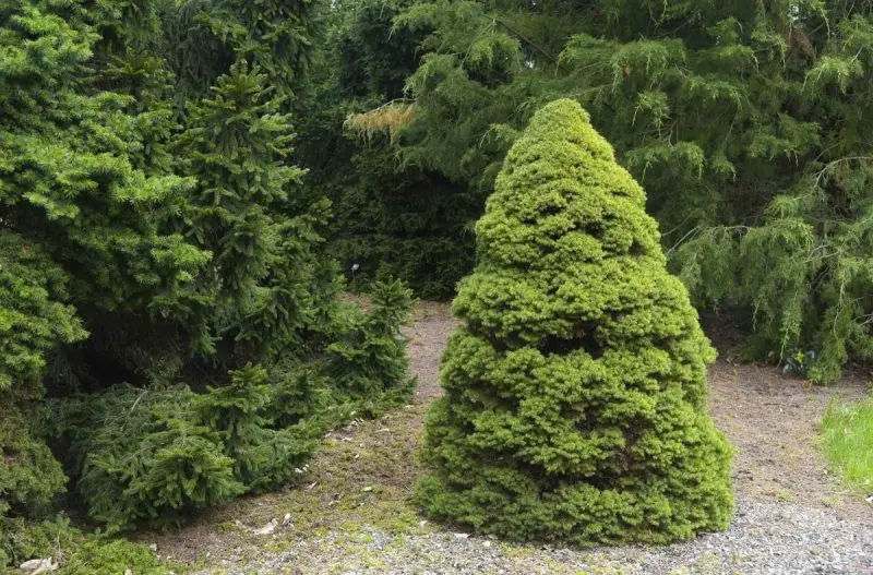 Small Evergreen Shrubs