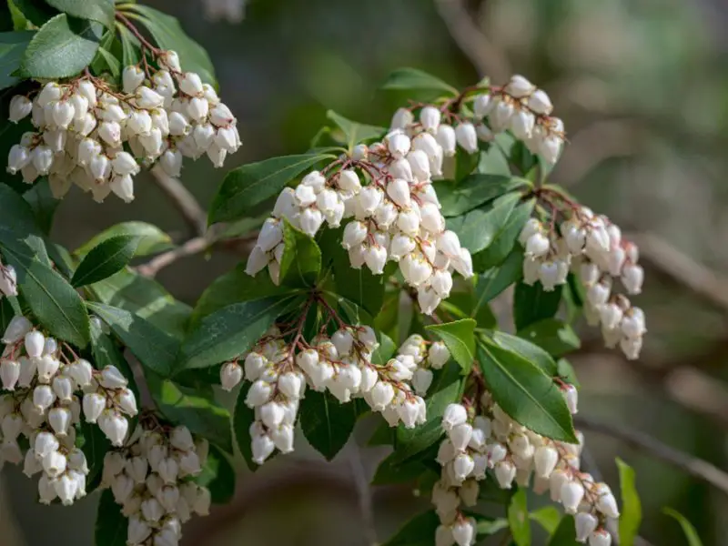 Small Evergreen Shrubs