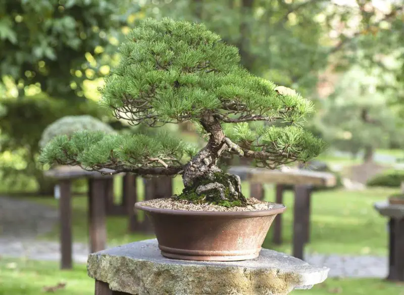 Types of Bonsai Trees