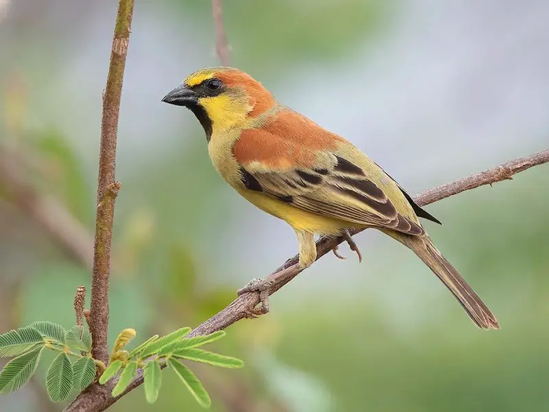 Types of Sparrows