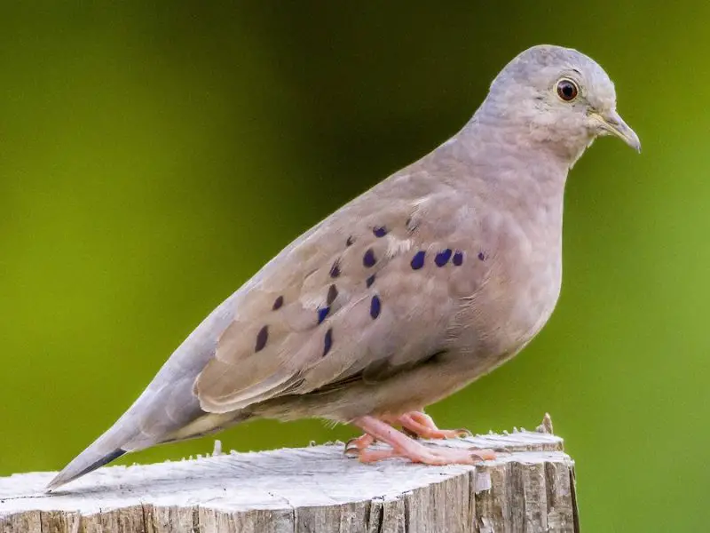 Types of Doves