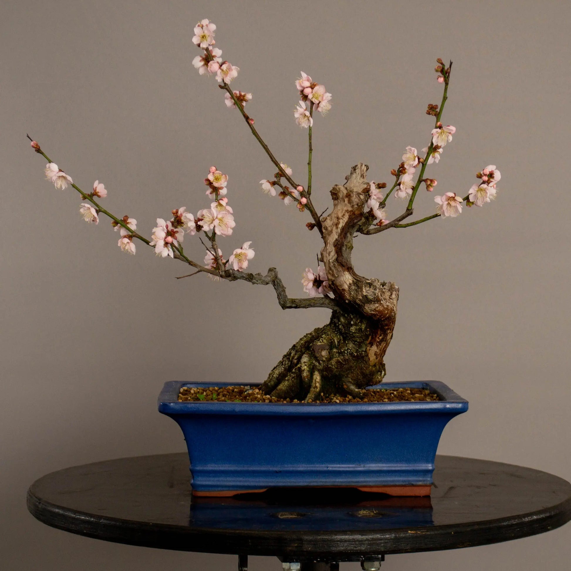 Types of Bonsai Trees