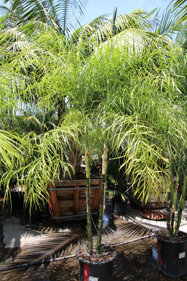 Types of Palm Trees in Florida