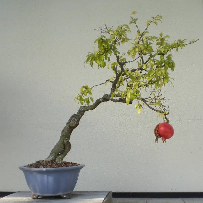Types of Bonsai Trees