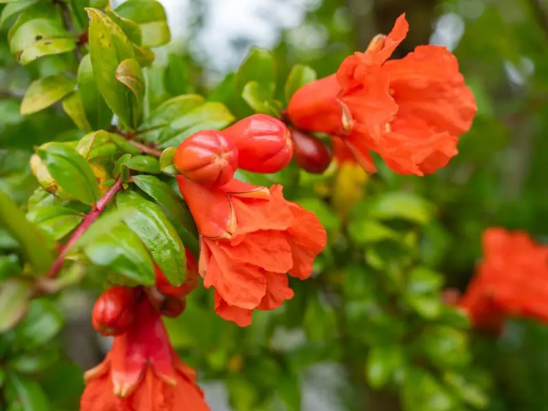 Shrubs with Red Flowers