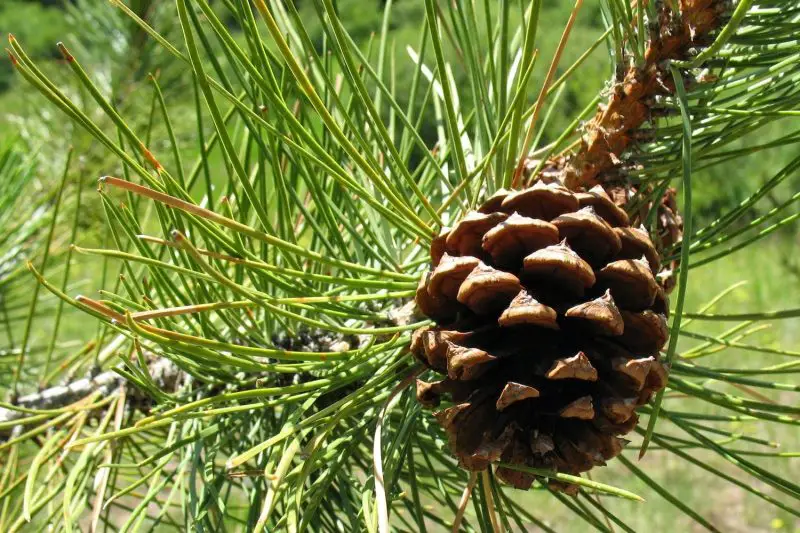 Types of Evergreen Trees