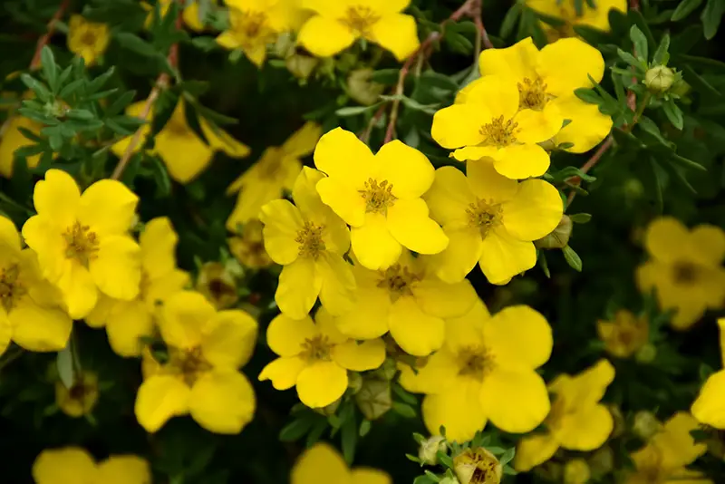 Flowering Shrubs That Bloom All Summer