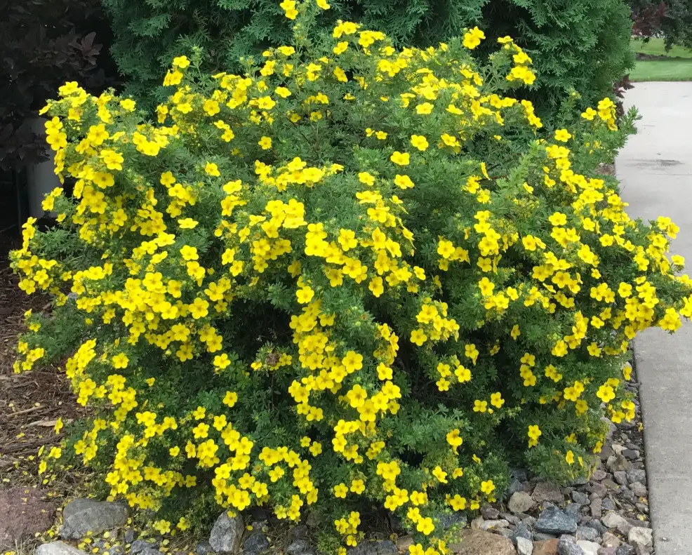 shrubs with yellow flowers