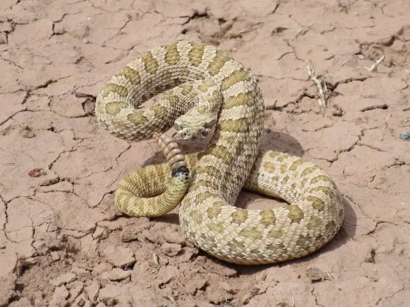 Types of Rattlesnakes in Arizona