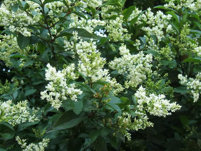 Types of Evergreen Trees