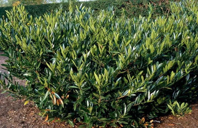 Small Evergreen Shrubs