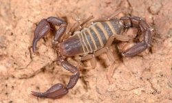 21 Types of Scorpions in Texas (With Pictures and Identification)