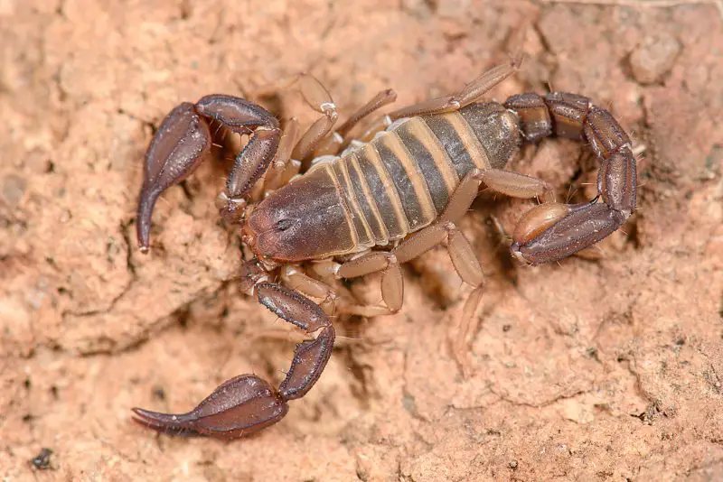Scorpions in Texas
