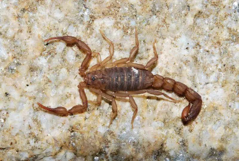 Scorpions in Texas