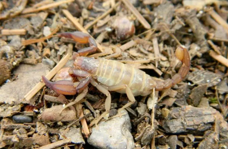 Types of Scorpions in Arizona