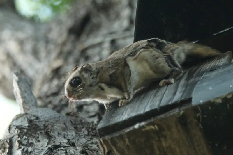 Types of Squirrel