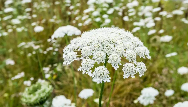 Weeds with White Flowers