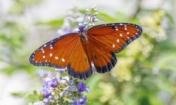 45 Types of Butterflies in Florida (With Pictures and Identification)