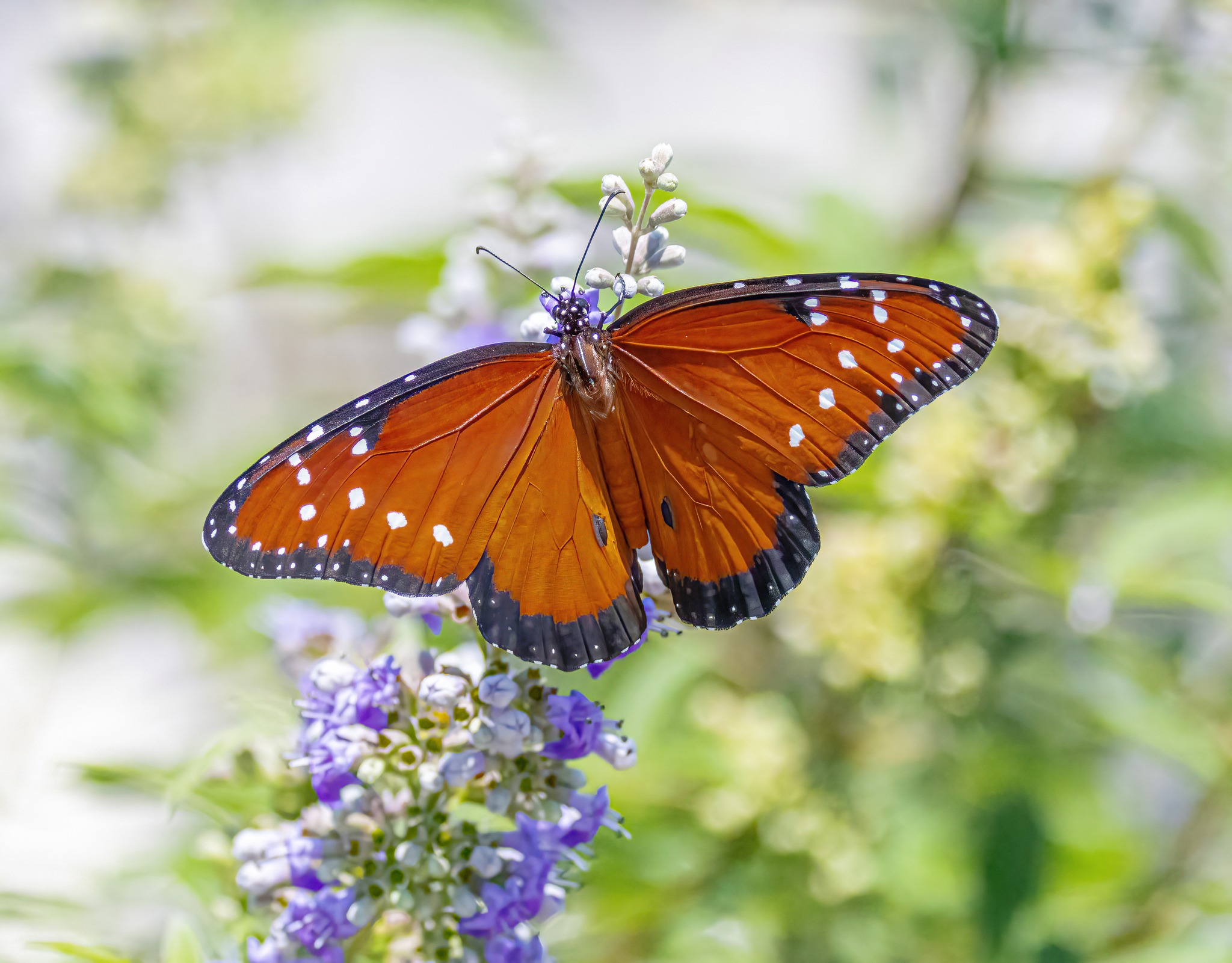 types of butterflies in Florida