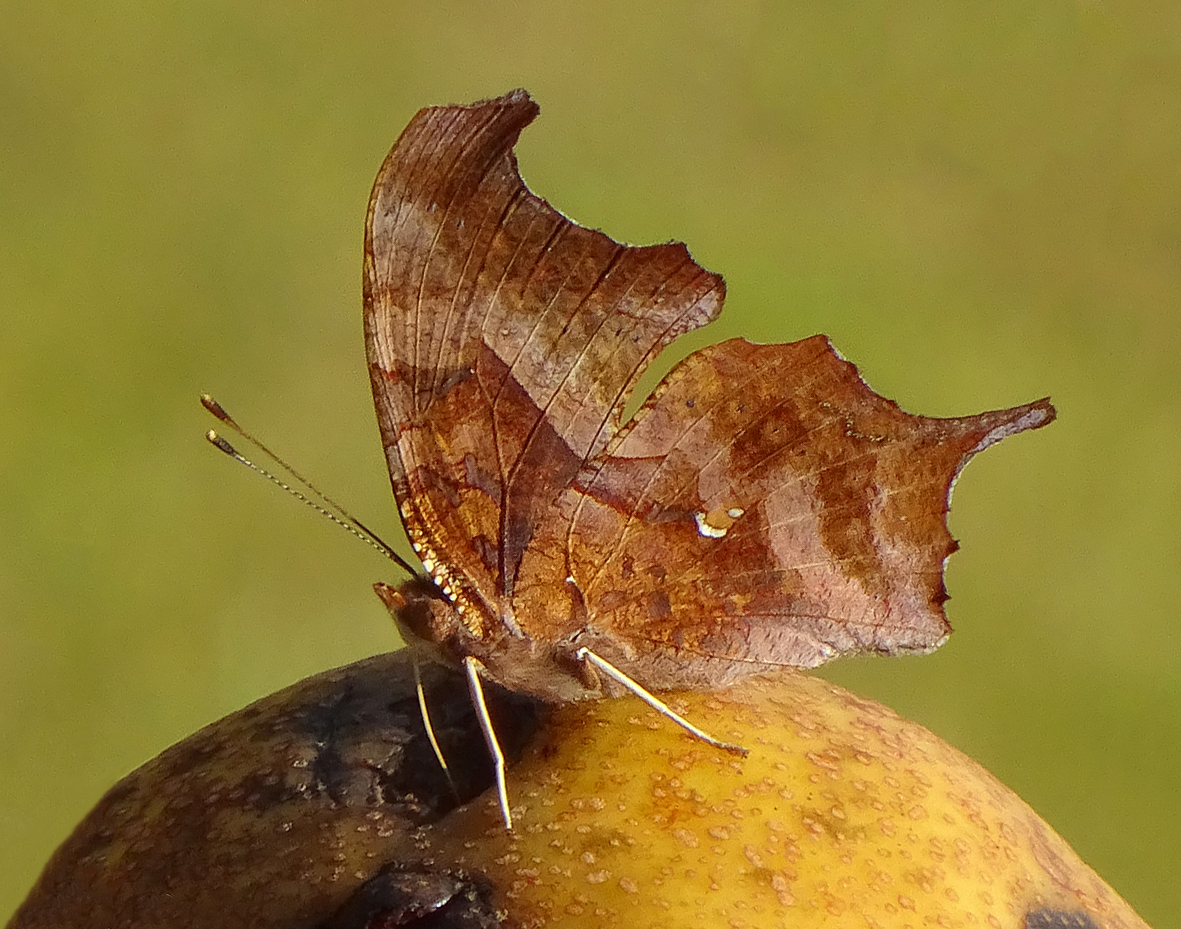 types of butterflies in Florida