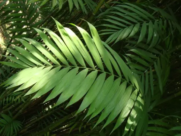 Types of Palm Trees in Florida