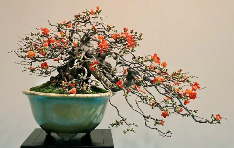 Types of Bonsai Trees