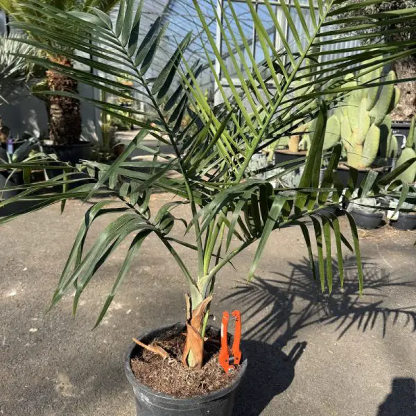 Types of Palm Trees in Florida