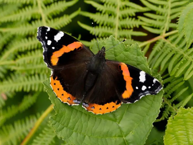 types of butterflies in Florida