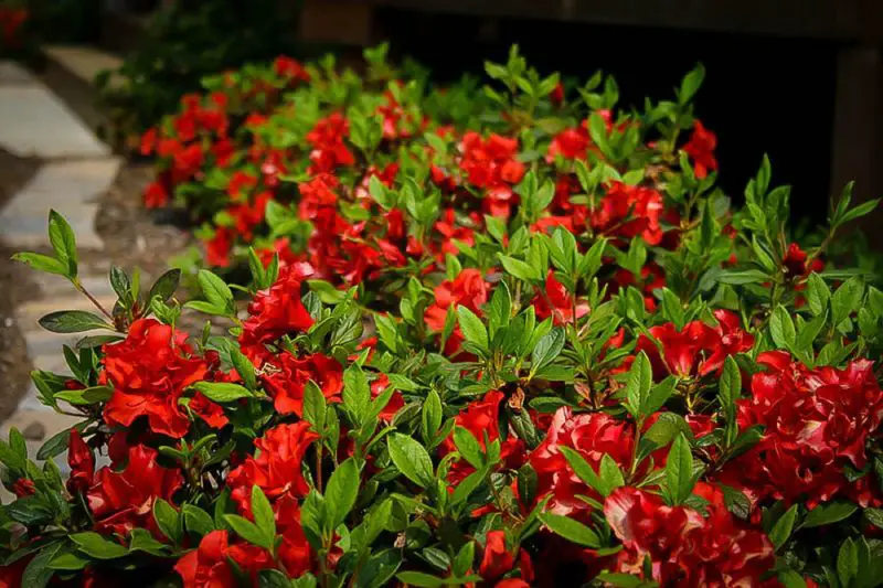 Shrubs with Red Flowers