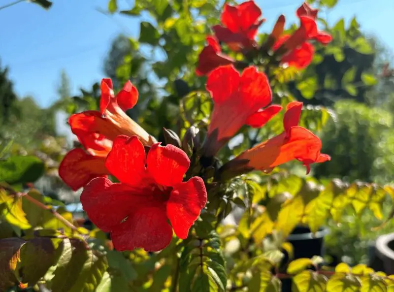 Shrubs with Red Flowers