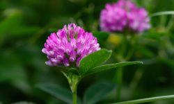 40 Common Types of Clover Plants (With Pictures and Names)