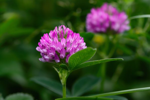 Types of Clover Plants