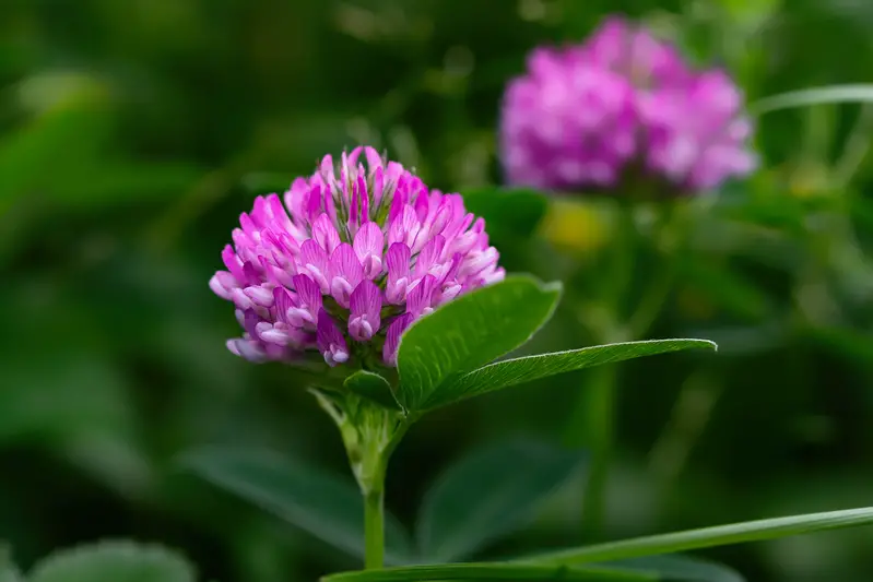 Types of Clover Plants