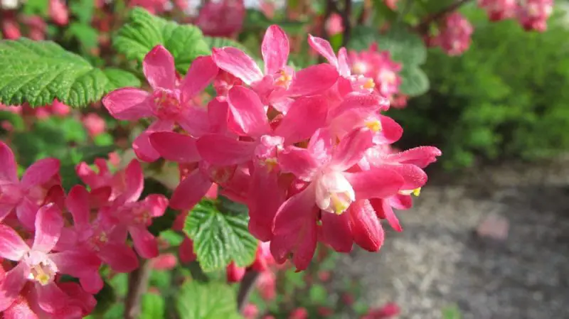 Shrubs with Red Flowers