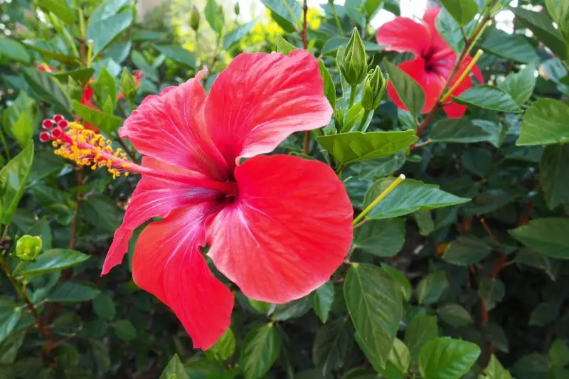 Shrubs with Red Flowers