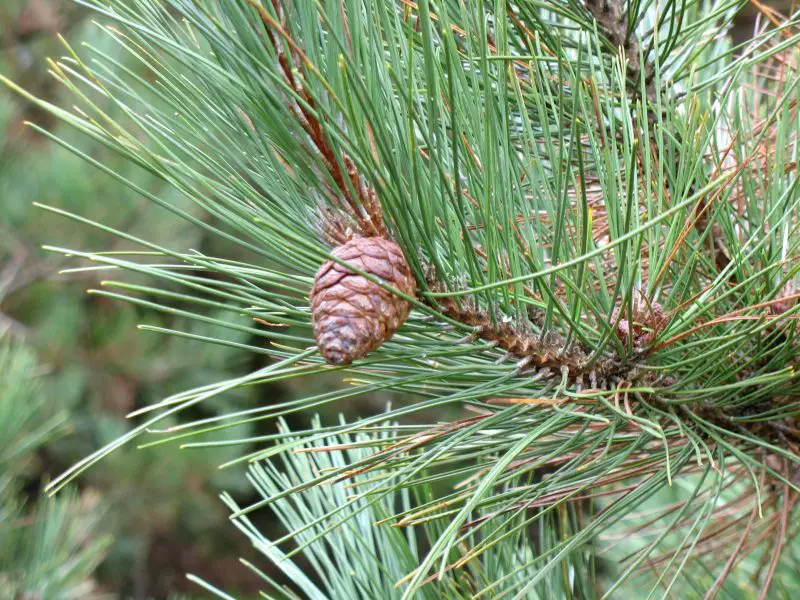 Types of Evergreen Trees