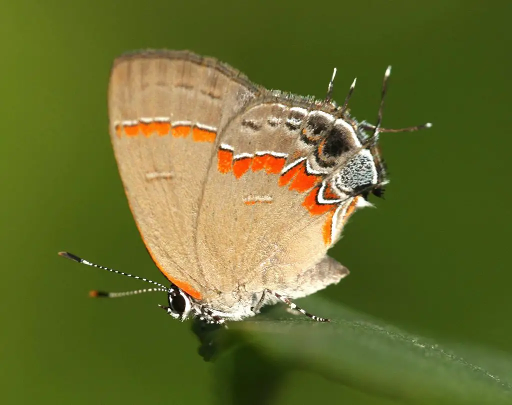 types of butterflies in Florida