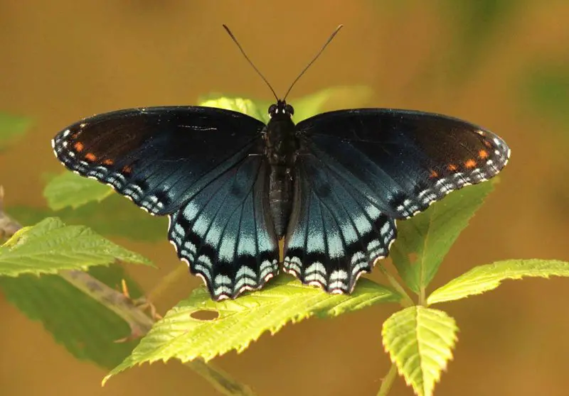 types of butterflies in Florida